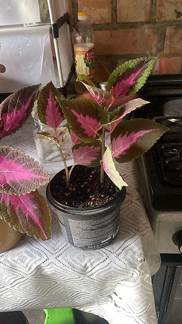 Комнатные растения: Глоксиния комнатная в горшке (Gloxinia, Sinningia speciosa) - Крупные — 10