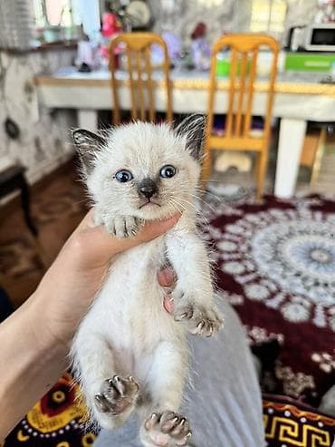 2 месяца, Девочка, Приучена к лотку