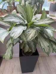 Продаю в ассортименте цветы из личной коллекции. Все взрослые, мощная