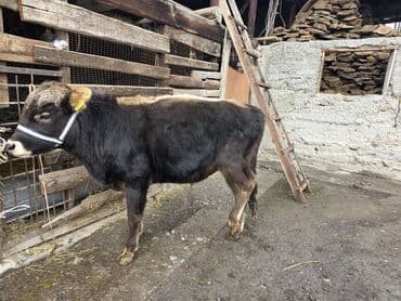 купить медогонку: Продаю | Музоо, торпок | На откорм | Привязанные — 8