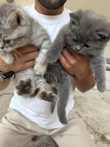Животные: 🐾 Шотландские вислоухие котята (Scottish Fold) 🐾 Продаются — 2