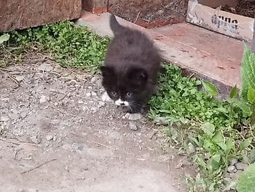 Мышык бекер берилет: Сибирь, 1 айлык, Ургаачы