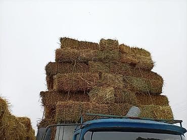 Салома продаем либое количество at lalafo.kg Салома продаем либое количество