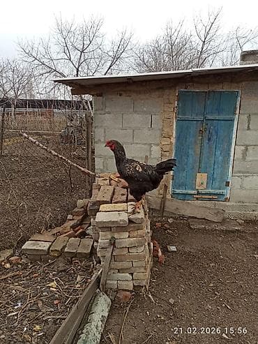 Айыл-чарба жаныбарлары: Сатам | Короздор | Үй | Көбөйтүү үчүн — 1