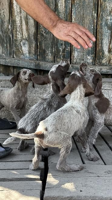 Щенки дратхара - Щенки крепкие, с жесткошёрстным покровом, окрасы at lalafo.kg Щенки дратхара - Щенки крепкие, с жесткошёрстным покровом, окрасы