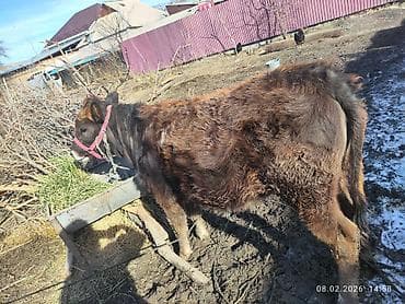 эшек жаныбар: Сатам | Кунаажын | Аргын | Бордоп семиртүү үчүн | Байланган — 5