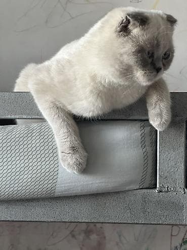 Скотиш Фолд (Шотландская вислоухая), 1 год, Девочка, С документами, С прививками, Приучена к лотку