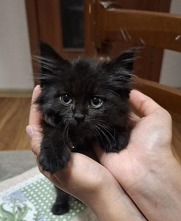 1 месяц, Девочка