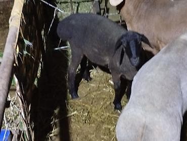 цыплята индюки: Продаю | Овца (самка) | Для разведения | Матка — 3