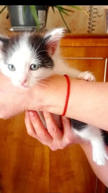 pitomnik temir: Пристраиваются котята в добрые ручки, есть мальчик и девочки — 6