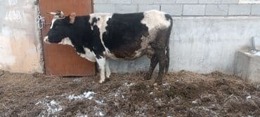 кой кыркан машика: Продается корова черно-пестрой масти с рогами. Крупная, широкотелая, с — 2