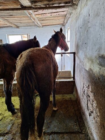 отдам даром вислоухого котенка: Сатам | Бээ (ургаачы) | Аргын | Союуга, Көбөйтүү үчүн — 2
