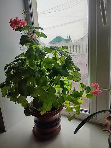 дом цветы: Комнатные растения в горшках 1) Спатифиллум (женское счастье) - — 5