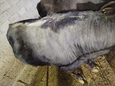 трава для животных: Продаю | Бык (самец) | На забой — 2