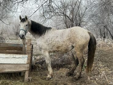 голубь птица: Продаю | Кобыла (самка) | Для молока, Рабочий | Мерин — 8