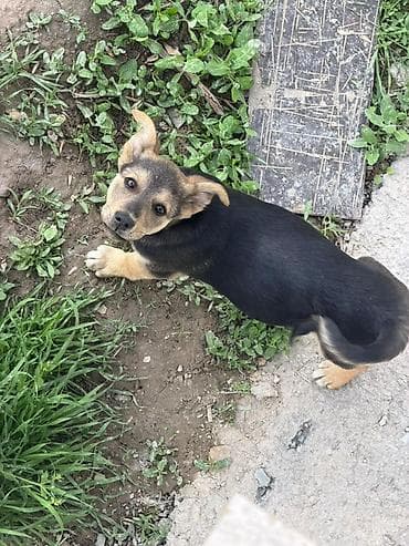 черные коты: Собака даром: 4 месяца, Самка, С прививкой — 2