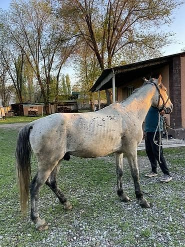 пони животное: Продаю | Жеребец | Рабочий — 2