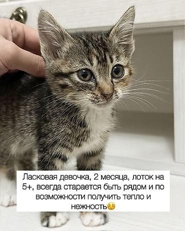Отдам даром кошку: Кошка даром: Беспородная, Мальчик — 9