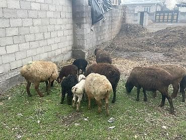 белая собака: Продаю | Овца (самка) | Для разведения | Матка — 5