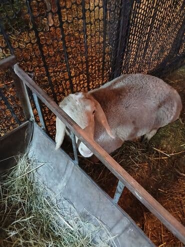 уургачы тай: Продаю | Овца (самка) | Арашан — 1