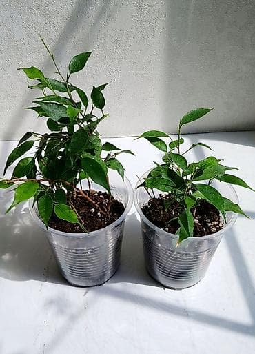 цветы фикусы: ФИКУС Продаю ФИКУСЫ В каждом стаканчике по 5 - 6 веточек: хорошо — 3