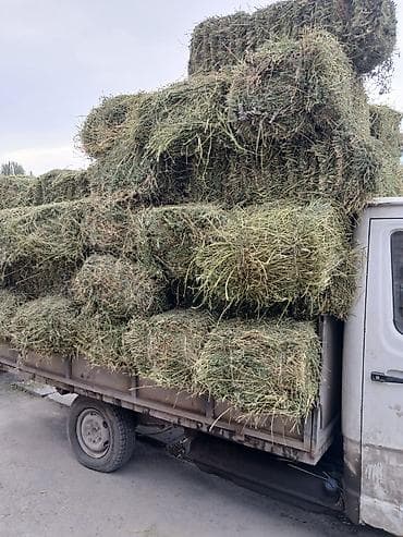 козу цена: ГРУЗЧИК! ПОГРУЗКА ВЫГРУЗКА 👍Сено в тюках 👍 круговой 70-80 сом — 2