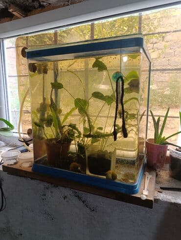 Аквариум прямоугольной формы с синей окантовкой по верхнему и нижнему