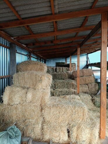 продаю связи с переездом: ТОО чоп.тюк.горное сено в тюках.400 сом.арпа саман 16 тюк.ячменная — 3