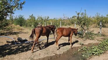 сколько стоит померанский шпиц в бишкеке: Продаю | Жеребенок — 3