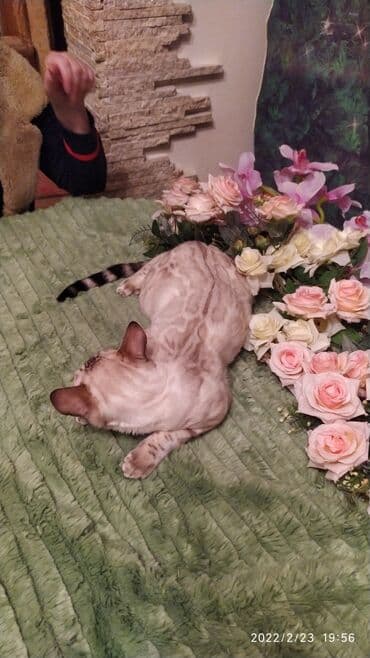 очень нужны: Друзья .Питомник бен гла мур с любовью предлагает вам котят — 14