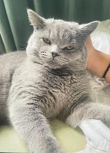 кошка золотая шиншила: Плюшевая кошка с плотной короткой шерстью серо-голубого окраса — 1