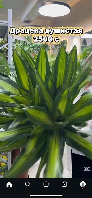 искусственный листья: Драцена душистая (Dracaena fragrans) Цена: 2500 с - Эффектное — 1