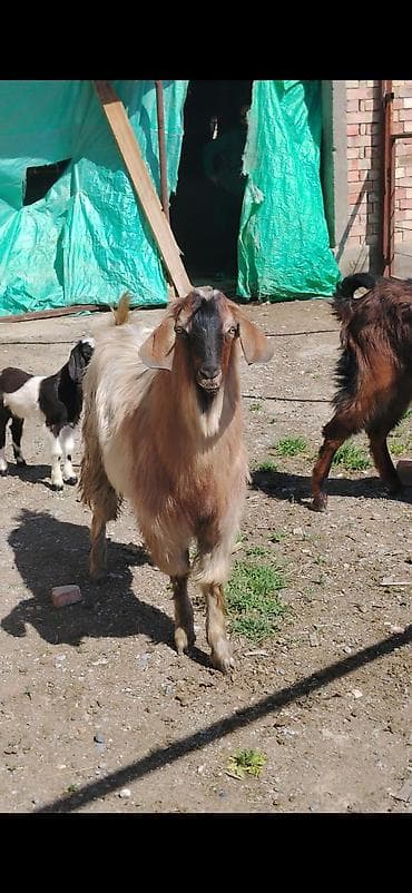 клетка для шиншилл: Продаю | Козёл (самец) | Битал — 3