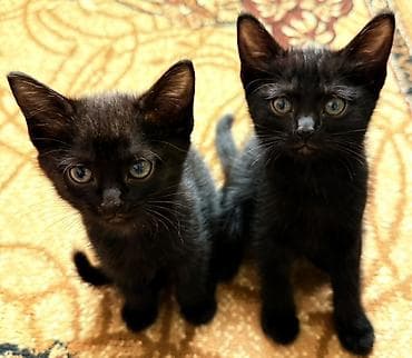всё для кошек: Черные котята, короткошёрстные, домашнего типа. - Возраст: 2 месяца — 1
