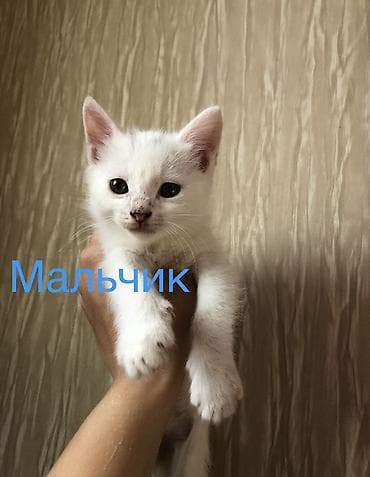 где можно взять кошку бесплатно: Кошка даром: Ангорская, 2 месяца, Девочка, Приучена к лотку — 3