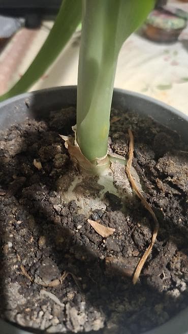 устурой матирал: Индийский лук или Птицемлечник. Лекарственное растение, выращено без — 3