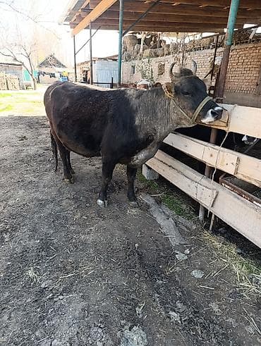 дойный коровы: Продаю | Корова (самка) | Полукровка | Для молока — 1