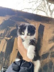 котик вислоухий купить: 3 месяца, Мальчик, Приучена к лотку, Проглистована — 4