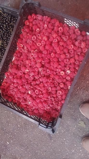 Рассады клубники сорт альбионмурано,клери,и черный долгоиграющий с — 3