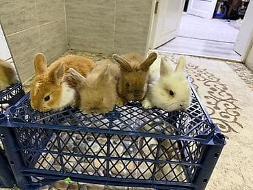 кошки каракол: Кролик с окрасом, сочетающим белый и светло-коричневый цвета. Обладает — 10