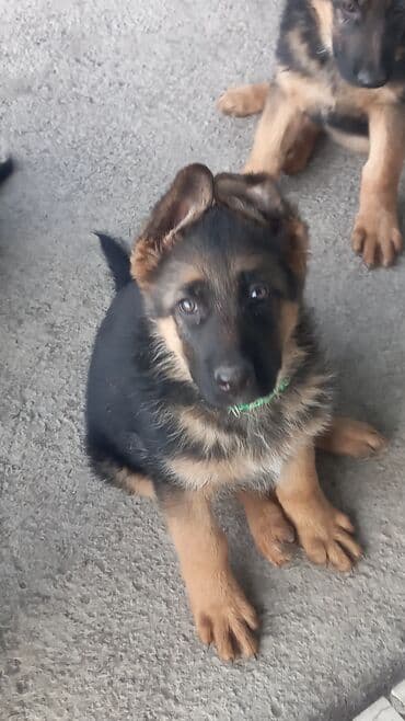купить дрессированную собаку: Продаются чистопородные щенки немецкой овчарки! Дата — 11