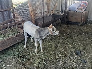 кошка продаётся: Продаю | Бык (самец) | Полукровка | На откорм | Привязанные — 3