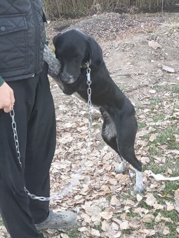 курцхаар щенок: Продам собаку реальному покупателю сделаю хорошую скидку — 3