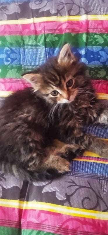немецкий овчарка щенок: Котята из приюта ищут дом и семью, от блох и глистов обработаны, к — 4
