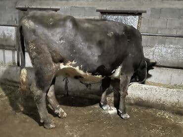 продаю в связи с переездом: Продаю | Корова (самка) | Алатауская, Швицкая | Для разведения, Для молока | Племенные, Осеменитель, Стельные — 4