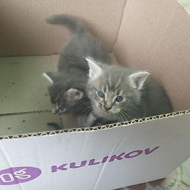 сколько стоит сибирская кошка котенок: Котята серого окраса ЗВОНИТЬ ПО ВАТСАППУ - Милые пушистые котята с — 2