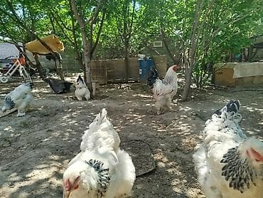 яицо брама: Продаю | Инкубационные яйца | Брама | Для разведения — 1