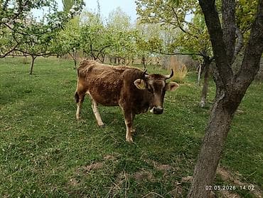продажа кормов для сельскохозяйственных животных: Продаю | Корова (самка) | Для разведения — 1