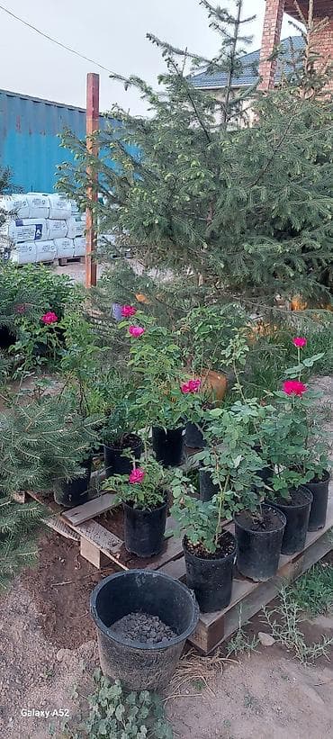 саженцы елки: Саженцы деревьев: Ели, Платная доставка — 7