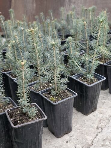 купить декоративные деревья: Ель голубая Саженцы голубой ели продаю ель голубая в контейнере — 2